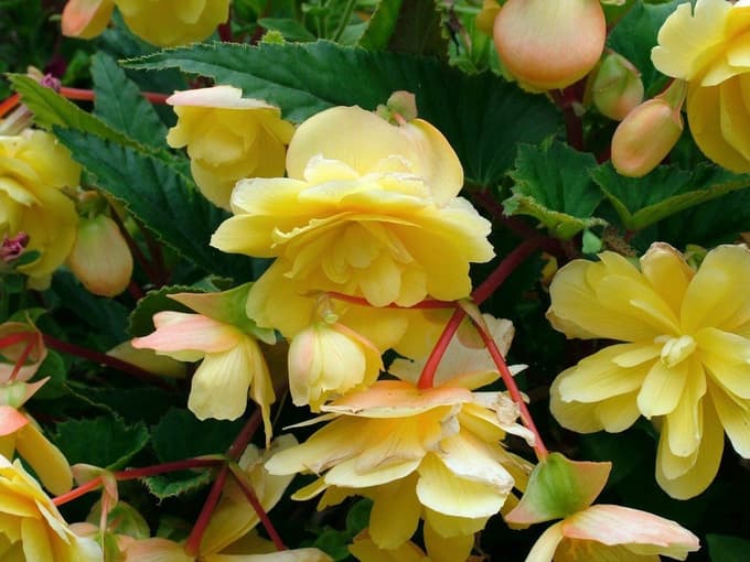 Kraljeva begonija je nezahtevna.