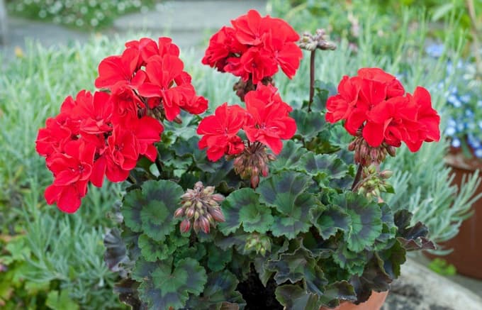 Rdečo pelargonijo lahko najdete na mnogih balkonih.