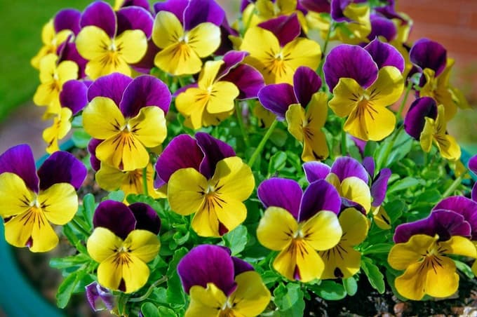 Tudi mačehe so lahko lep okras balkona ali terase.