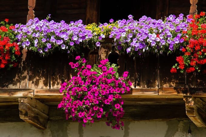 Če boste nasadili petunije, boste imeli cvetoči okras.