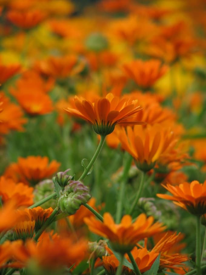 Žareče barve poletja