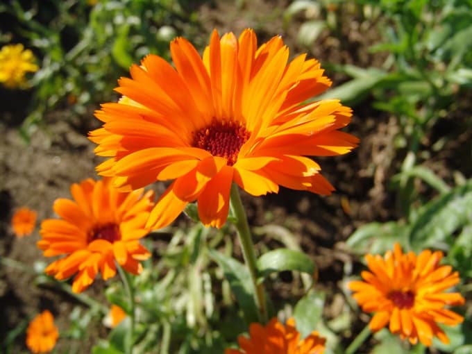 Cveti od junija do oktobra