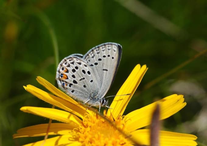 Borovničev mnogook. Na dopust opazovat metulje? Odlična ideja.