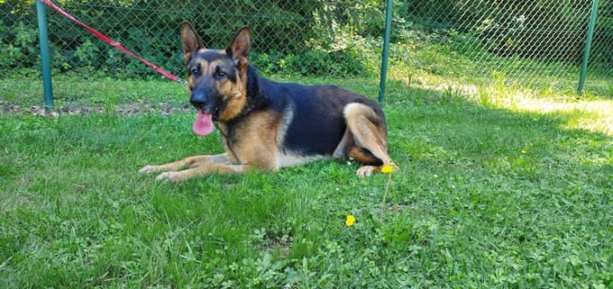 Dik je v zavetišču od septembra lani.