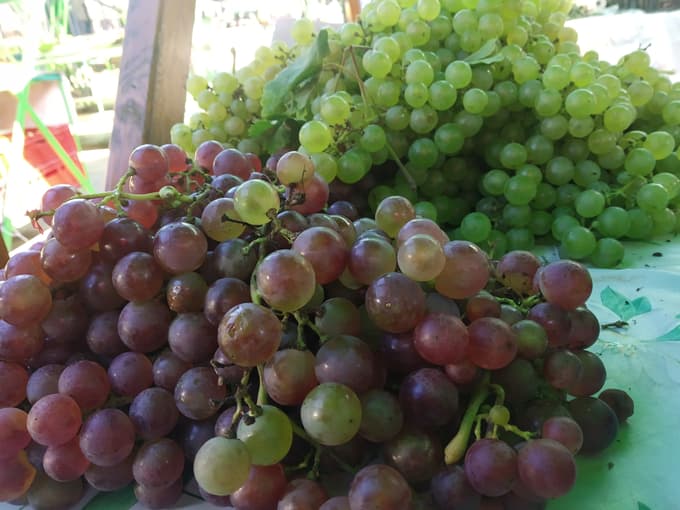 Cene na mariborski tržnici: Koliko stane domače grozdje