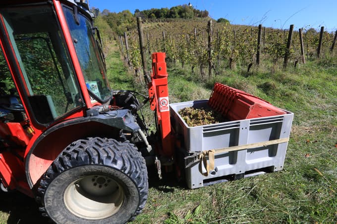 Vinograd na Piramidi: Trta se bori in daje več, kot dobi
