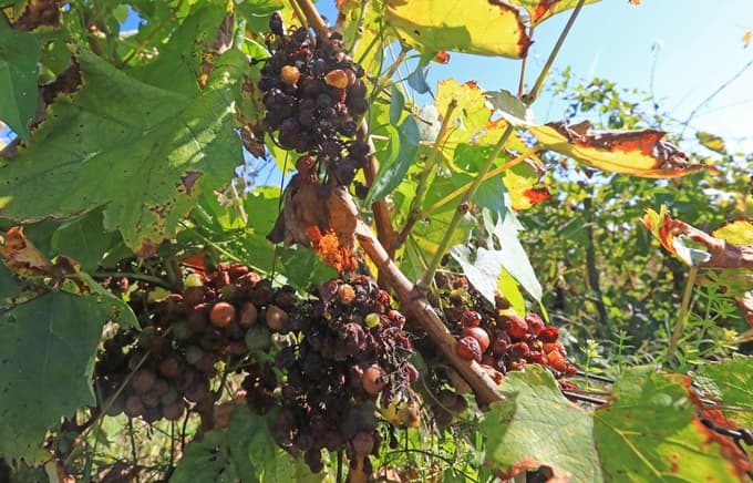 Vinograd na Piramidi: Trta se bori in daje več, kot dobi