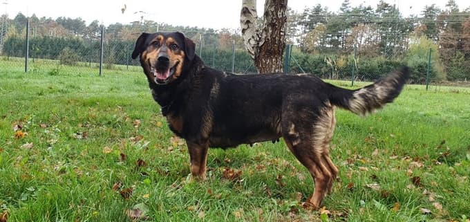 Miška je v zavetišču dva meseca. 