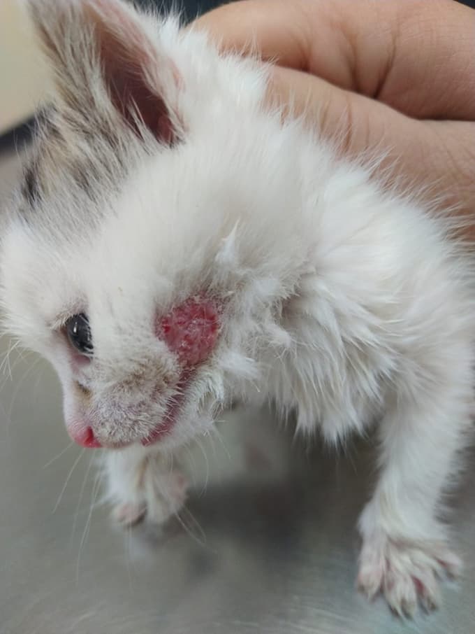 Mala mucka, še brez imena, čaka na posvojitelja.