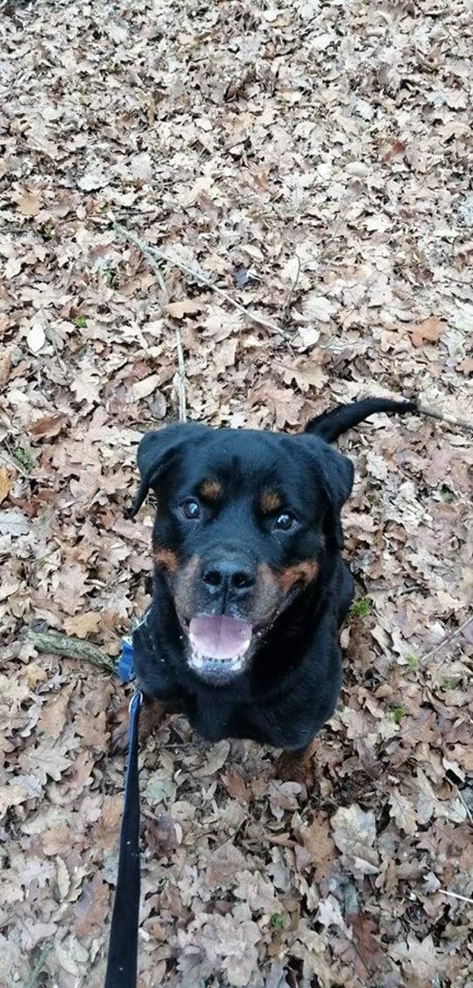 Psička Vini je živahna, za aktivne lastnike. 