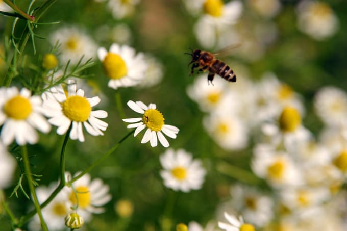 Nikakor ne pozabite na kamilični čaj