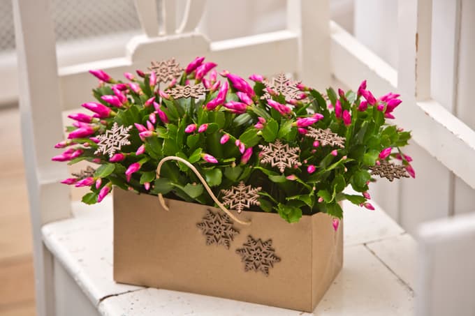 Ko se oblikujejo cvetni popki, lahko rastlino postavite v bivalni prostor. V času cvetenja ne uporabljajte gnojil, zalivajte jo zgolj z vodo, sicer se lahko cvetovi posušijo.