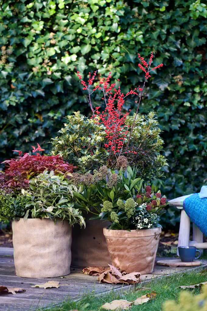 Bodika pozimi navdušuje z rdečimi jagodami, levkotoja z barvno izrazitimi listi, skimija pa s prikupnimi plodovi in cvetovi. Vse tri rastlinske vrste so odporne proti mrazu in ob primerni oskrbi postajajo iz leta v leto lepše.