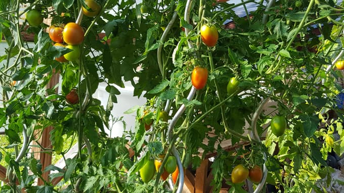 Temelj zdrave prehrane je naravna skrb za rastline. Zato v gospodinjski samooskrbi ne uporabljamo nobenih pesticidov in drugih ubijalcev življanja.