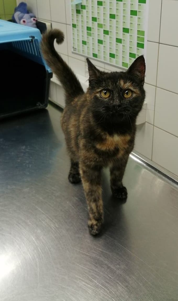 Bolhica se je prelevila v igrivo muco.