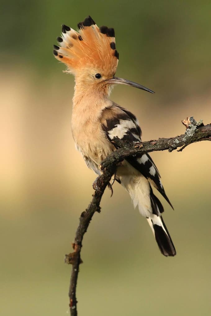 Starejši ljudje pomnijo, da je bilo petje smrdokavr, upkačev po domače, v goričkih sadovnjakih nekaj najbolj običajnega.