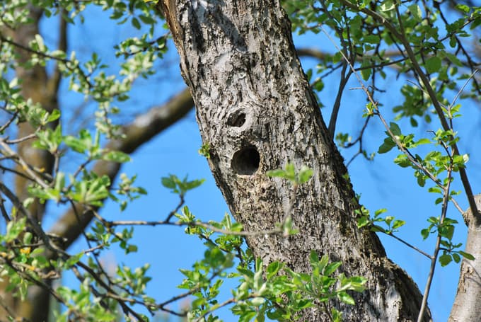 Duplo na sadnem drevesu, primerno za gnezdenje velikega skovika in smrdokavre.