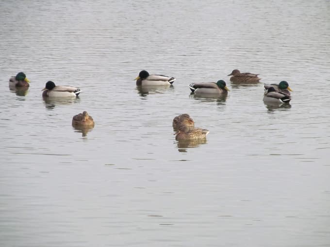 Vasovalci pred vrati