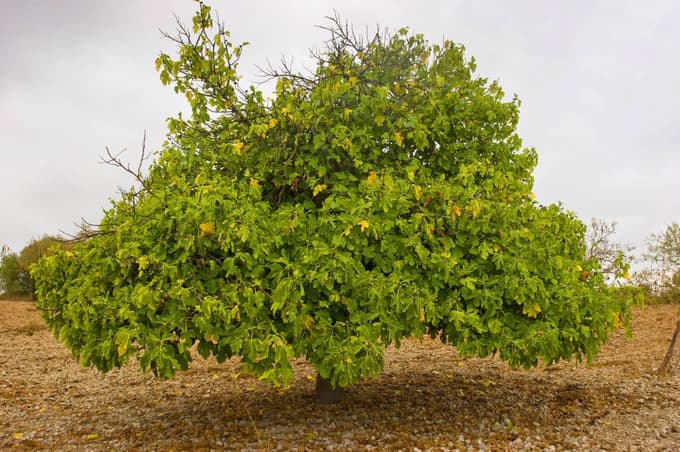 Taka zraste ob morju.