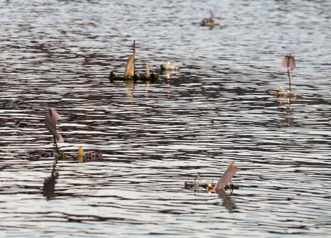 V Račah bodo obudili gregorjevo in po potoku spustili gregorčke