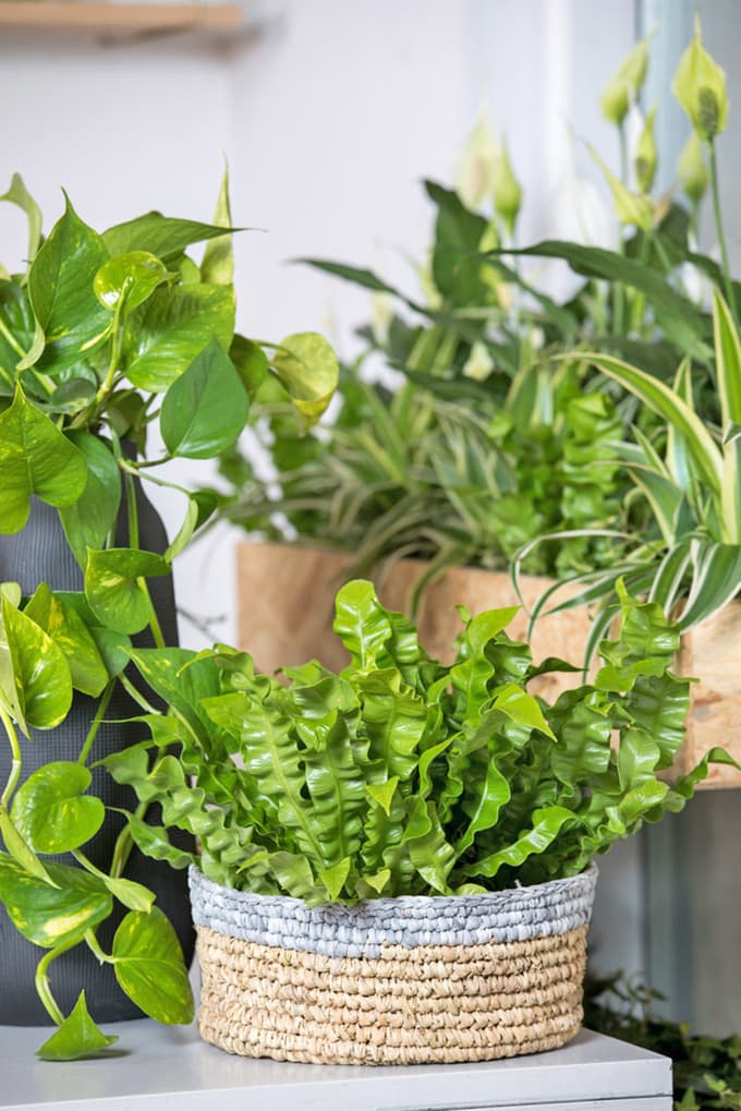 Lončnice, ki izboljšujejo zrak v stanovanju