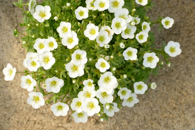 Sortna serija touran ima velike cvetove in zelo dolgo cveti, tudi do tri mesece.