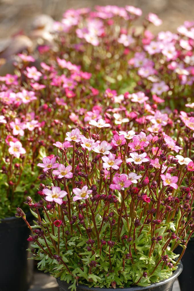 Nekoliko drugačne blazine, priljubljene med vrtičkarji
