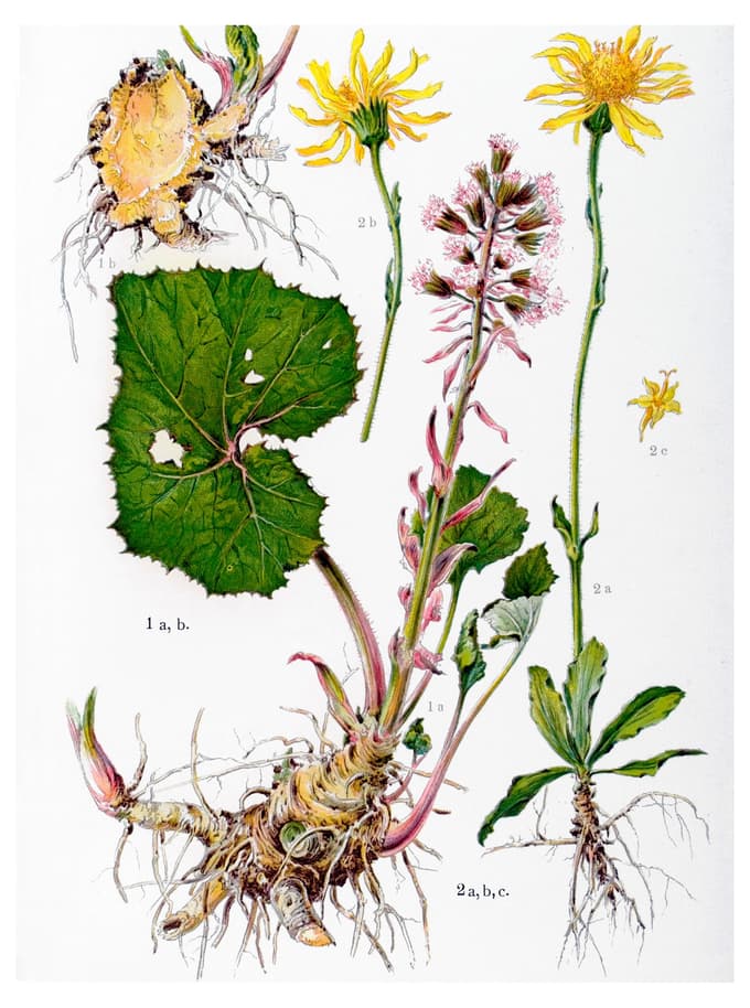 Divji lapuh je tako zelo zdravilen, da je lahko strupen