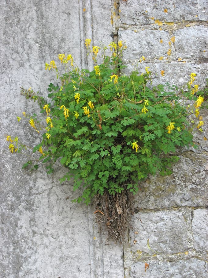 Corydalis flava oziroma rumeni petelinček