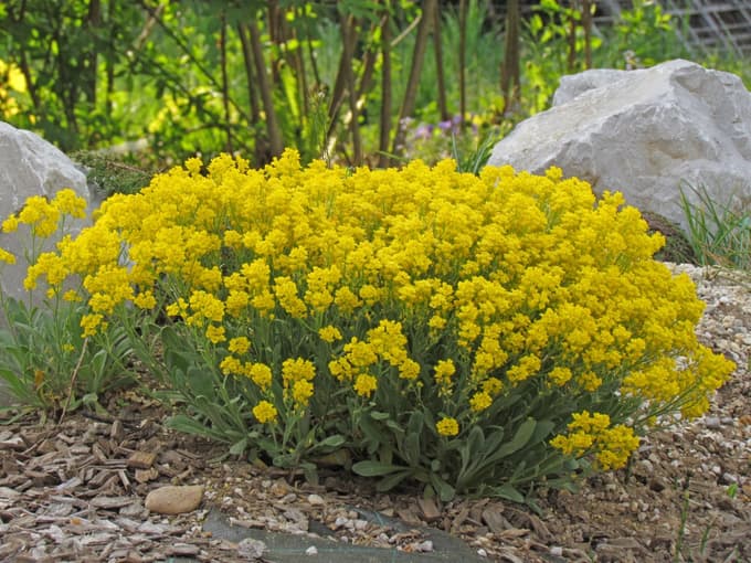 Aurinia saxatilis ali skalna zlatenka je ena bolj zlatih trajnic.