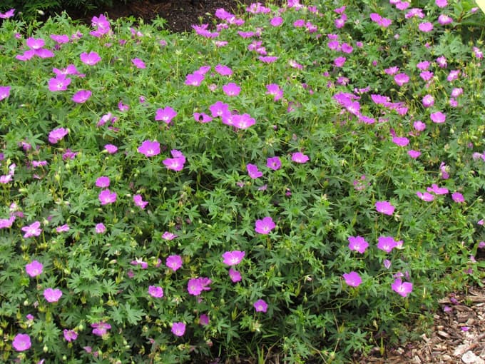 Geranium sanguineum, krvomočnica