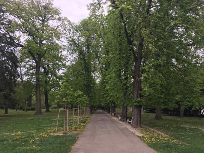 Junija zacvetijo kostanji.