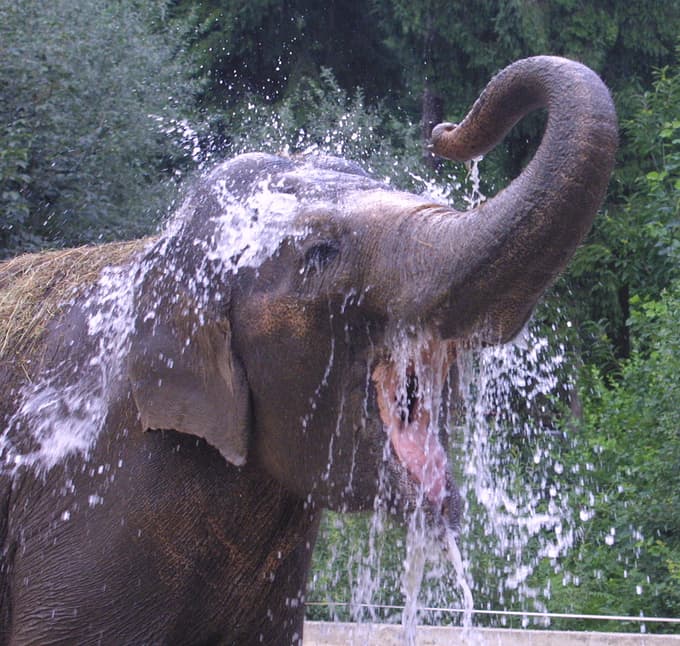 Ganga se sedaj ne tušira zunaj, se pa rada sprehodi. 