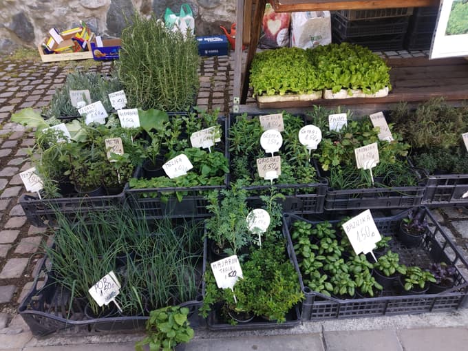 Cene na mariborski tržnici: Koliko stanejo sadike