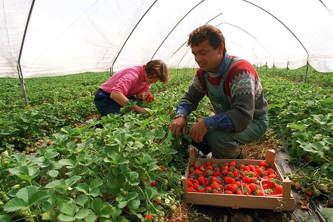 Jagode gojijo tudi na posestvu mariborske Fakultete za kmetijstvo in biosistemske vede.