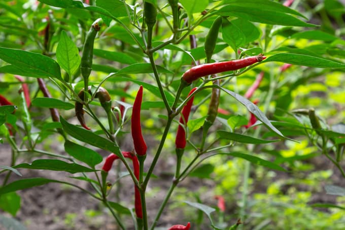 Kraljica madžarske kuhinje, ki je odlična za zdravje, v resnici ne izvira iz Evrope