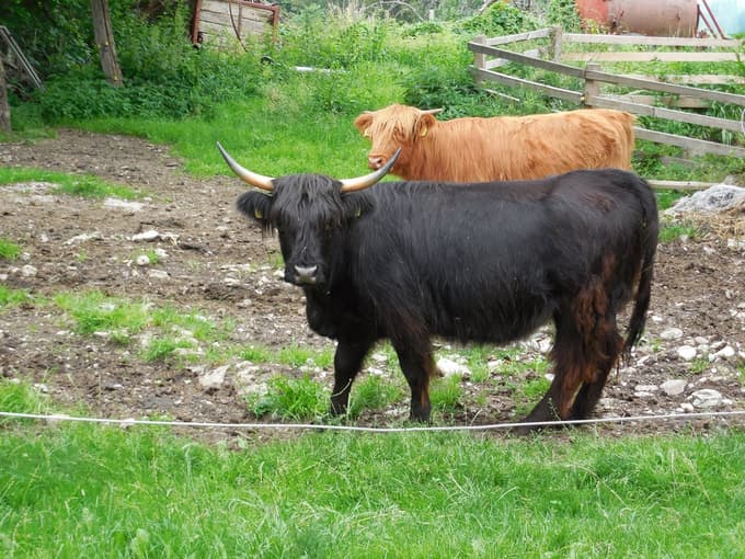 Glede gojenja je škotsko govedo bolj podobno jelenom kot kravam.