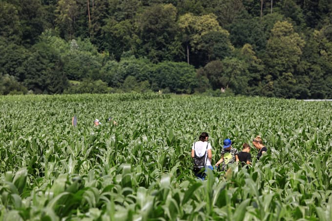Si upate? Ta petek in soboto tudi nočni labirint med koruzo v Mariboru