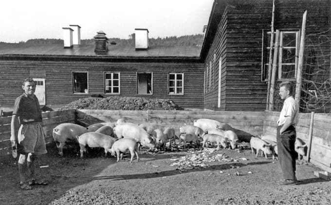 Majdin oče je v taborišču prevzel tudi oskrbo prašičev, postopoma pa je taboriščno vodstvo prašičerejo ukinilo.