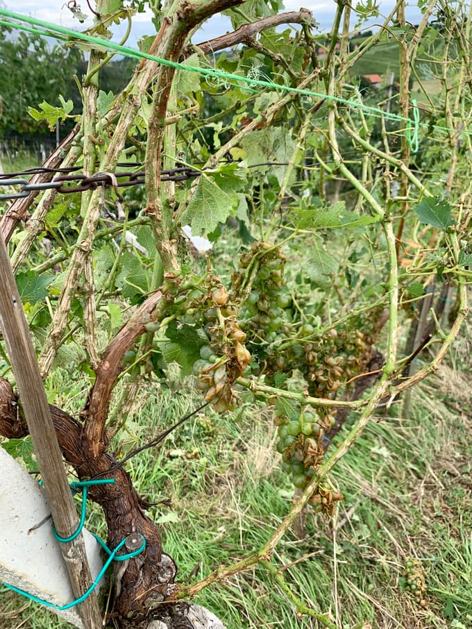 Na območju Jeruzalemsko-ormoških goric je bilo tik pred trgatvijo uničenih 60 odstotkov vinogradov.