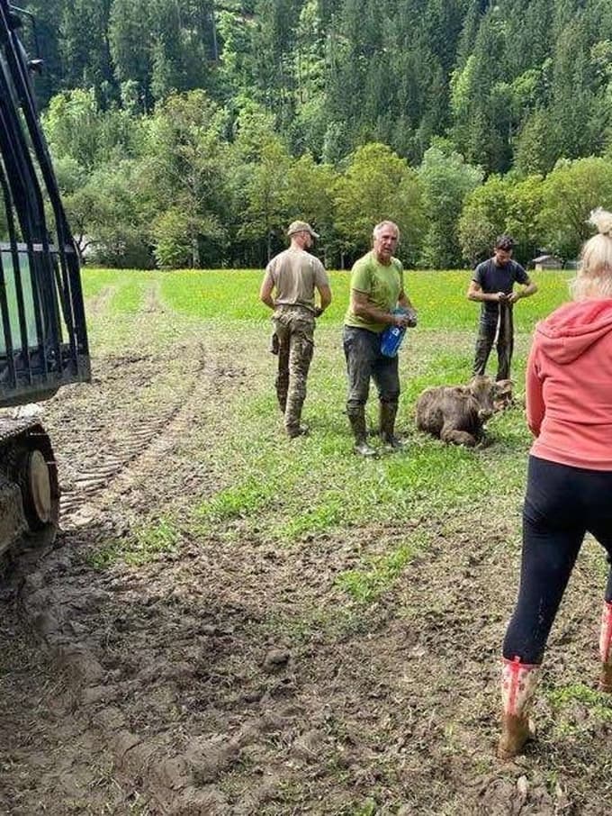 Telička so položili na travnik, tudi vstal je že. 