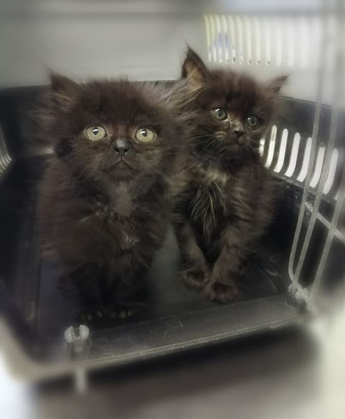 Feby in Fini sta še mladički.