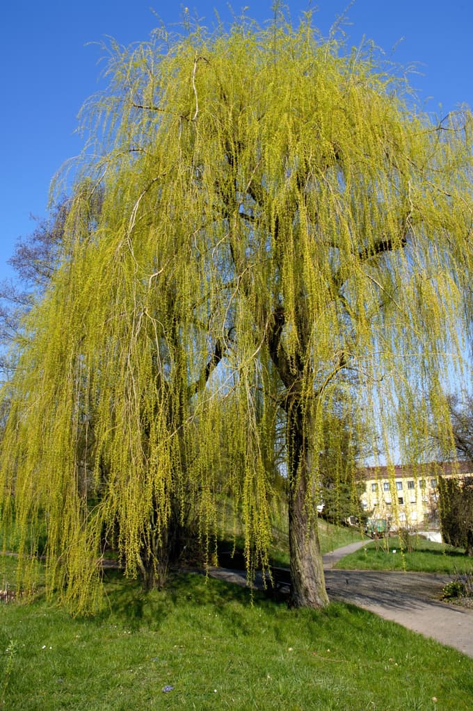Vrbe rade rastejo na vlažnih predelih, čeprav jih najdemo tudi ob gozdnem robu.