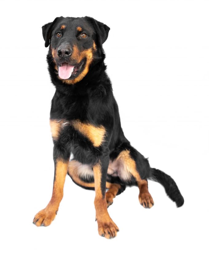 Val je za aktivnega lastnika.