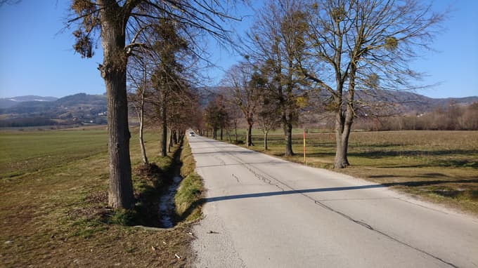 Drevored v Pivoli, Pivola, Občina Hoče-Slivnica, belo omelo
