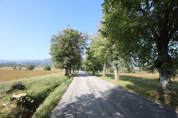 (FOTO) Zakaj so v znamenitem lipovem drevoredu v Pivoli posekali 21 dreves