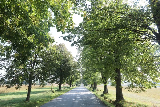 (FOTO) Zakaj so v znamenitem lipovem drevoredu v Pivoli posekali 21 dreves