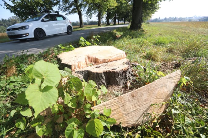 (FOTO) Zakaj so v znamenitem lipovem drevoredu v Pivoli posekali 21 dreves
