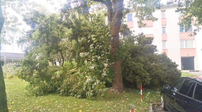 V Ljubljani je podrlo številna drevesa