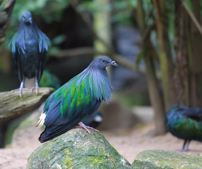 Številčnost populacije nikobarskega goloba v naravi upada.